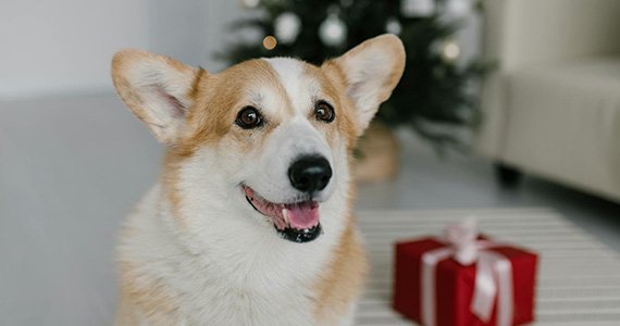 寵物類網站建設解決方案