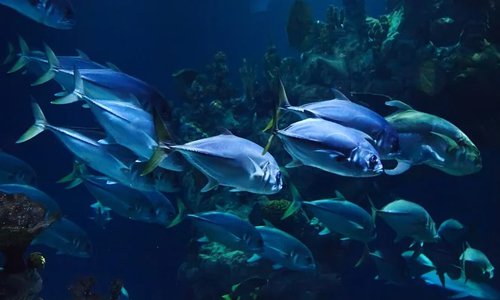 現(xiàn)代化漁業(yè)行業(yè)網(wǎng)建設(shè)站服務(wù)