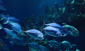 探究北京網(wǎng)站建設(shè)公司打造現(xiàn)代化漁業(yè)行業(yè)網(wǎng)站服務(wù)