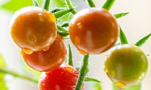 寧夏網(wǎng)站建設(shè)：為水果公司搭建數(shù)字化橋梁，激活市場增長新動(dòng)能