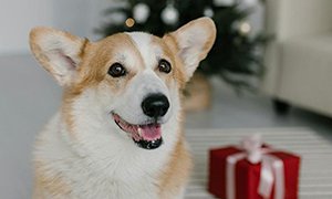 北京網(wǎng)站設(shè)計(jì)寵物用品購物商城的價(jià)值剖析