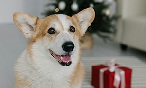 寵物行業(yè)網(wǎng)站建設(shè)：打造連接愛寵人士與專業(yè)服務(wù)的線上平臺(tái)