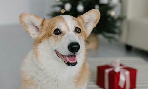 寵物行業(yè)網(wǎng)站建設(shè)：打造連接愛寵人士與專業(yè)服務(wù)的線上平臺